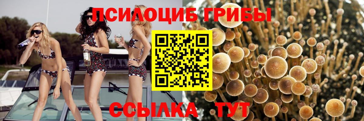 Галлюциногенные грибы Psilocybe Орск